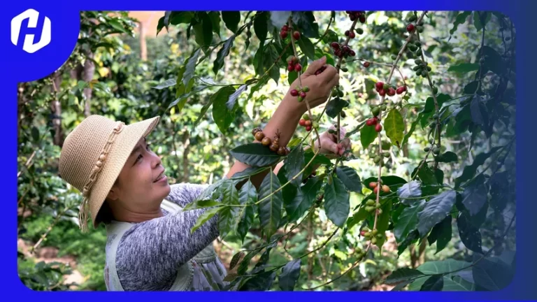 petani sedang memanen kopi